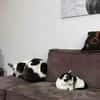 RUBY -ruhige & etwas unsichere Hündin-