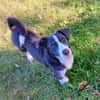 MAYBRITT * Hundedame mit Charme