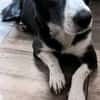 MAYBRITT * Hundedame mit Charme
