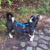 MAYBRITT * Hundedame mit Charme