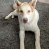 Charlie - Familienanschluss gesucht