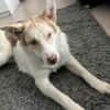 Charlie - Familienanschluss gesucht