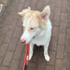 Charlie - Familienanschluss gesucht