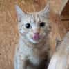 Kater Biavis
