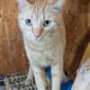 Kater Biavis