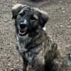 Lilli sucht ein ruhiges Zuhause