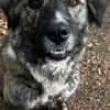 Lilli sucht ein ruhiges Zuhause
