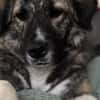Lilli sucht ein ruhiges Zuhause