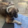 Lilli sucht ein ruhiges Zuhause