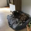 Lilli sucht ein ruhiges Zuhause
