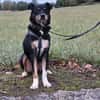 PRIMO -unkomplizierter Familienhund-