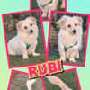 süße kleine Rubi auf PS in 92278