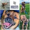 MUSTI * sportlicher Wanderbegleiter