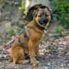 MUSTI * sportlicher Wanderbegleiter