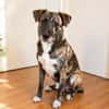 Nano sucht passende Familie