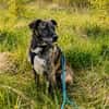 Nano sucht passende Familie