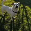 Bubi sucht eine /Zuhause