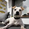 Bubi sucht eine /Zuhause
