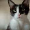 Isabella, neugieriges Katzenkind, 1 J.
