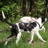 Lieber Sultan sucht Familie