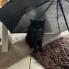 💛Lilly💛 sucht ihr Zuhause