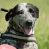 Vanda SI - liebt Hunde und Kinder