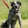 Vanda SI - liebt Hunde und Kinder