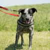 Vanda SI - liebt Hunde und Kinder