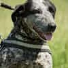 Vanda SI - liebt Hunde und Kinder