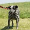 Vanda SI - liebt Hunde und Kinder