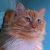 Myrtille