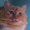 Myrtille