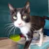 MINETTE