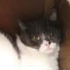 Rosie