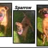 SPARROW