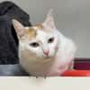 LADY A17406