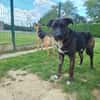 ADAM Promis