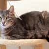 Choupi PAB28572