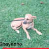 SHEWENNE chiot femelle