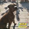AZLAN