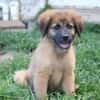 BISSAP, Chiot mâle Berger Créole