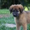 BISSAP, Chiot mâle Berger Créole