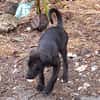 MILADY, Femelle junior Croisée Labrador
