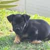 THALIE, chiot femelle Berger Créole