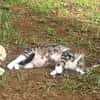 BONBONETTE, chatte européenne adulte