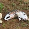 BONBONETTE, chatte européenne adulte