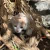 ELIOT, chaton créole mâle