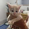 ELIOT, chaton créole mâle