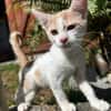 ELIOT, chaton créole mâle