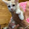 ELIOT, chaton créole mâle